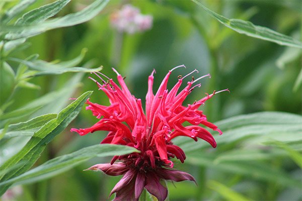 Die Verwendung von Monarda beim Kochen