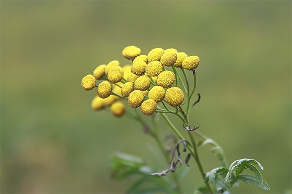 Tansy naudojimas nuo klaidų ir kitų vabzdžių