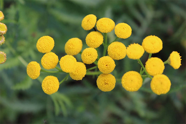 Tansy naudojimas kosmetologijoje