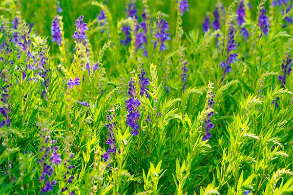 Het gebruik van scutellaria in cosmetica