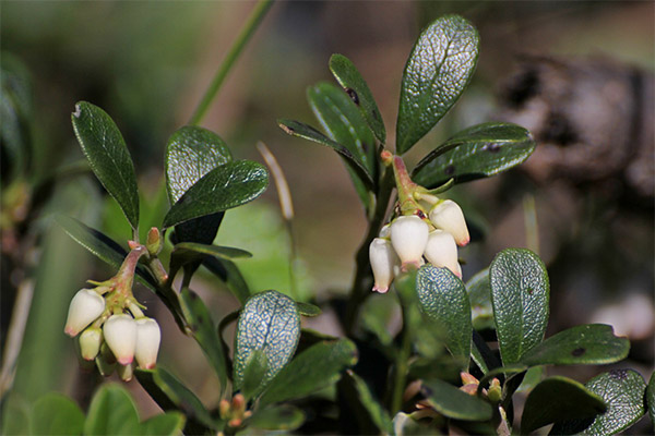 Bruken av bearberry i folkemedisin