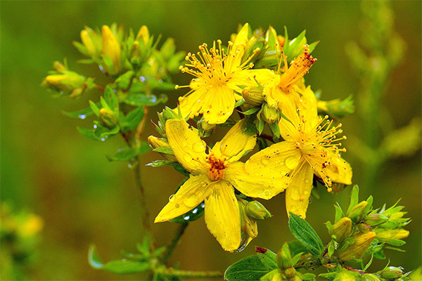 Het gebruik van hypericum in cosmetologie