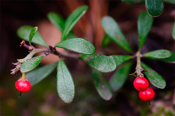 Kontraindikasjoner bearberry