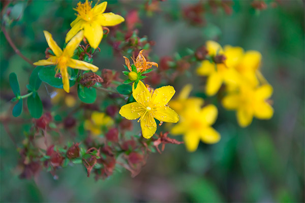 Gegenanzeigen zur Anwendung von Hypericum