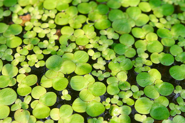 Memasak duckweed