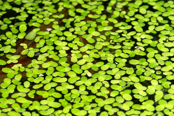 Lentilha-d'água na medicina tradicional