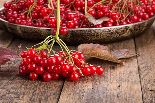 Collecte et stockage de viburnum