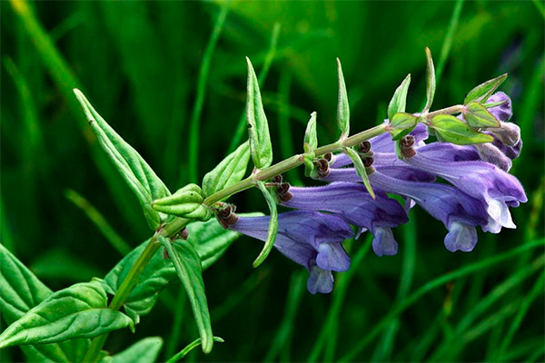 Scutellaria baicalensis in folk medicine