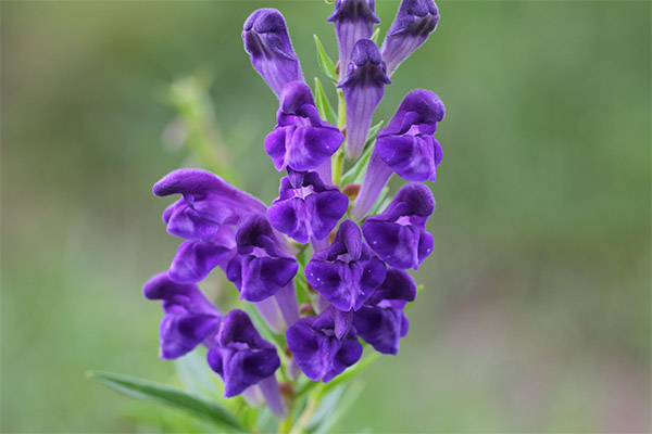 Skullcap Baikal