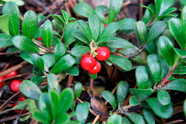 Bearberry