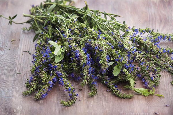 Herba Hyssop dalam perubatan