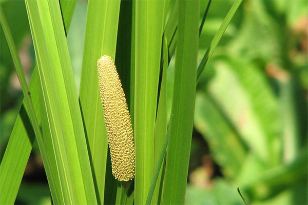 Tyypit lääkeyhdisteitä, joissa on calamus marsh