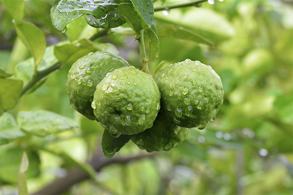 Bergamot kweken in kameromstandigheden