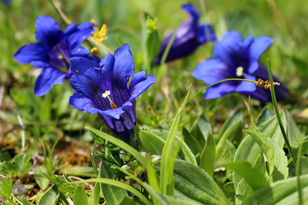 Gentian dyrking i hagen