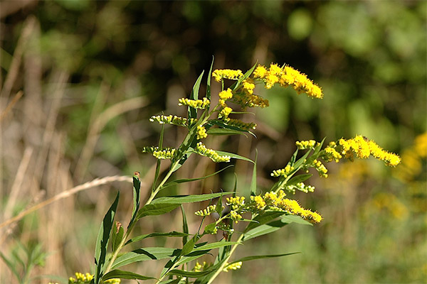 Goldenrod kansanlääketieteessä