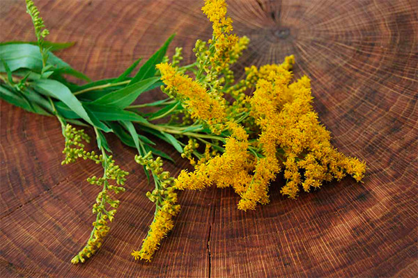 goldenrod