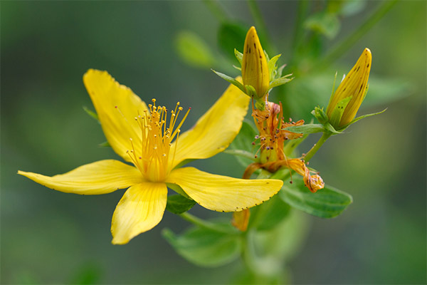 John's wort