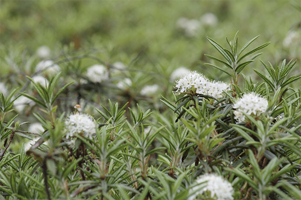 Ledum marsh ในการแพทย์พื้นบ้าน