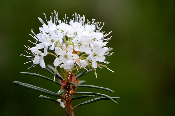 Pantano Ledum