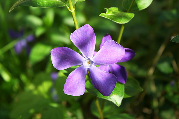 Periwinkle