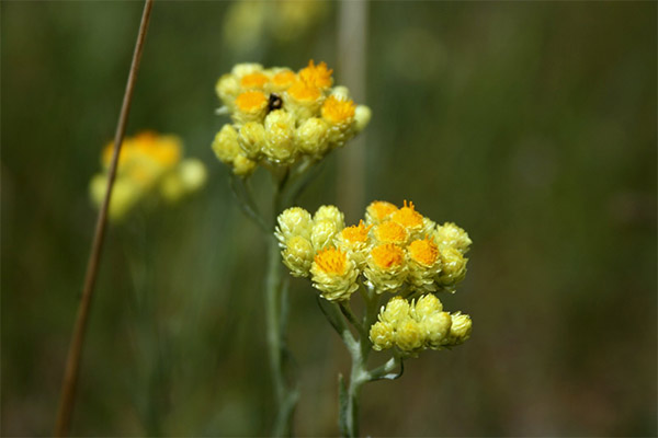 Immortelle avec cholécystite