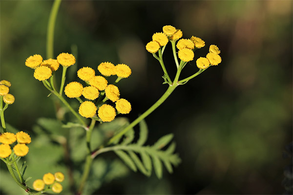 Immortelle dalam perubatan rakyat