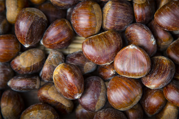 Lo que es útil castaño comestible