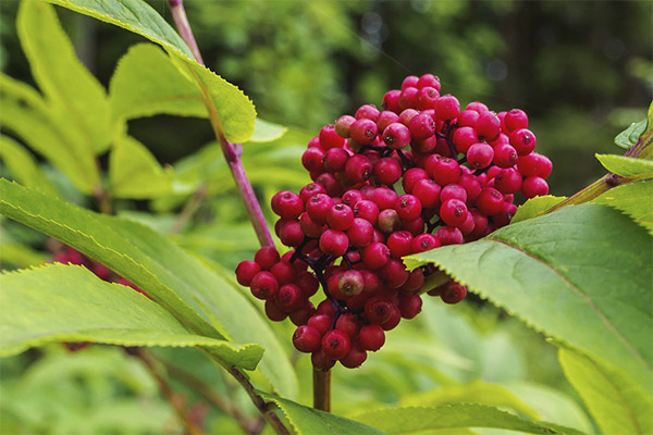 สิ่งที่มีประโยชน์ elderberry แดง