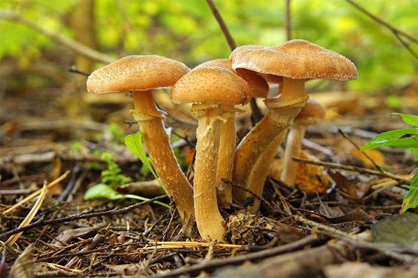 Pourquoi les champignons sont utiles