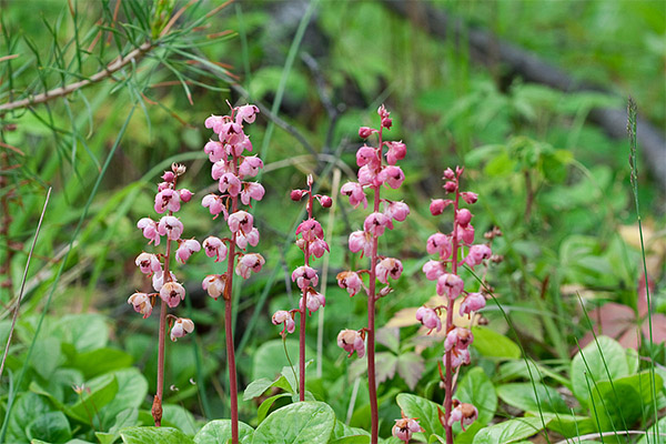 Grushanka in folk medicine