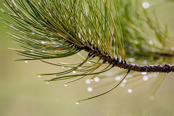 Pine nåle i folkemedicin