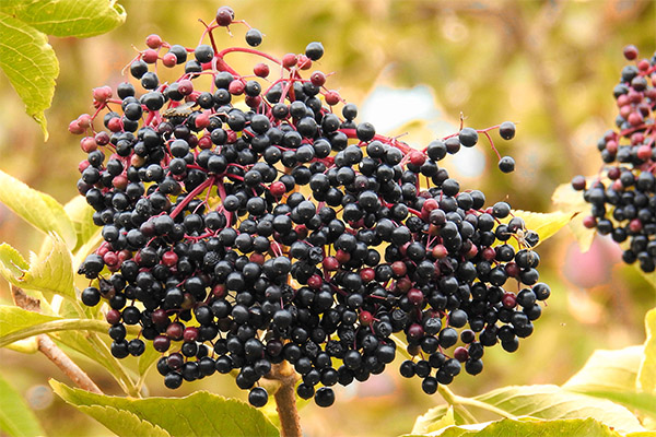 ข้อเท็จจริงที่น่าสนใจเกี่ยวกับ elderberry