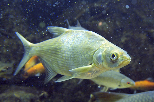 Fakta menarik mengenai bream