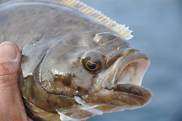 Ang mga kagiliw-giliw na katotohanan tungkol sa halibut