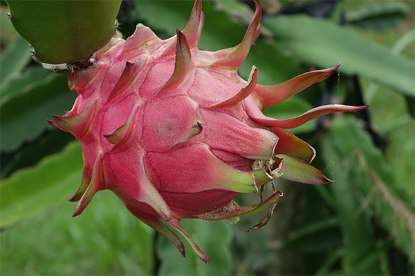 Zajímavá fakta o Pitahaya