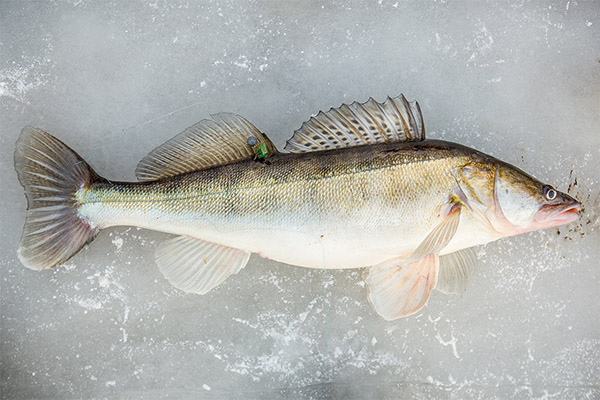 Fets interessants sobre el zander