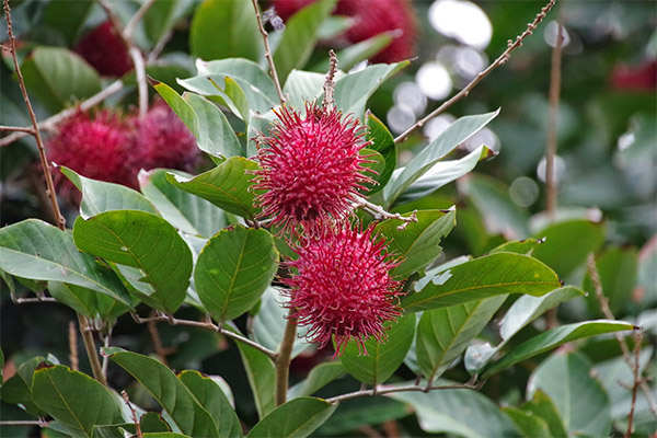 Interessante Fakten Rambutan