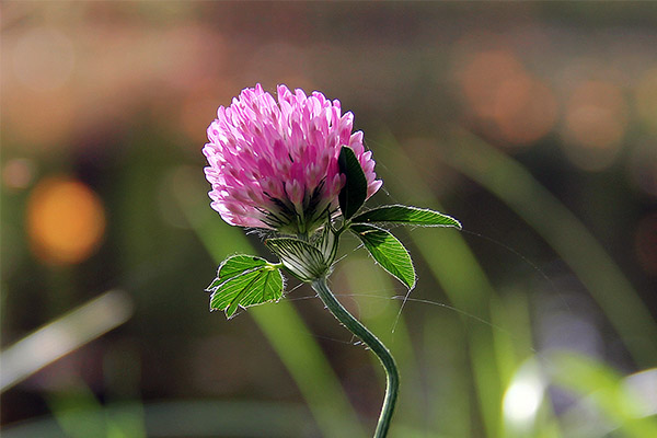 The use of meadow clover in dermatology and cosmetology