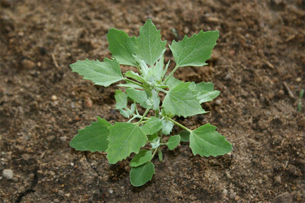 Het gebruik van quinoa in cosmetica