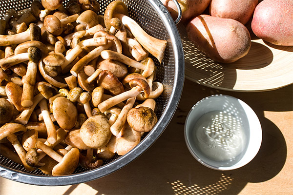 Honingpaddestoelen bakken