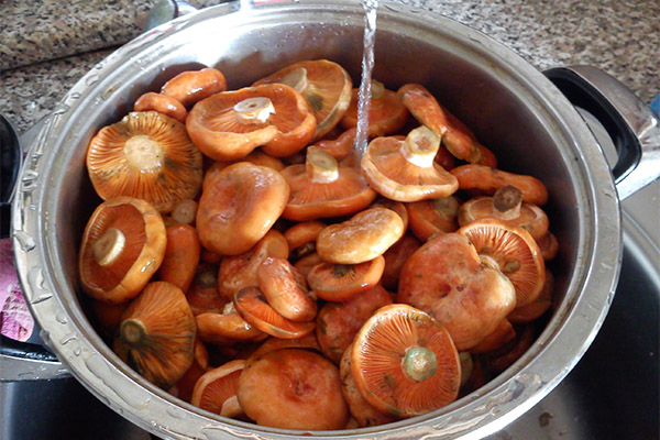 Como cocinar champiñones