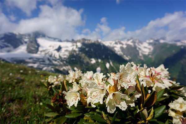 Rhododendron Kaukasia dalam perubatan rakyat