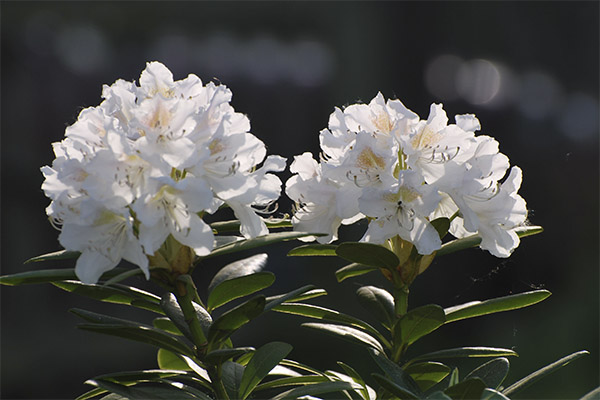 คนผิวขาว Rhododendron