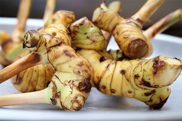 Galangal wortel