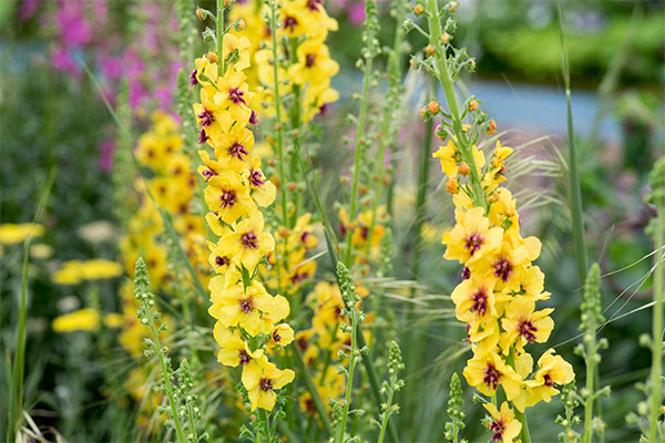 Mullein in de volksgeneeskunde