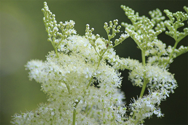 meadowsweet