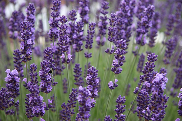 Lavendel beim Kochen