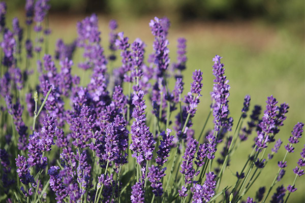 Lavendel in der Volksmedizin