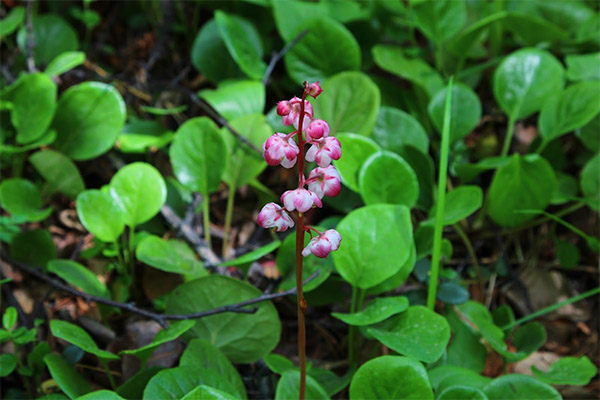 The healing properties of wintergreen