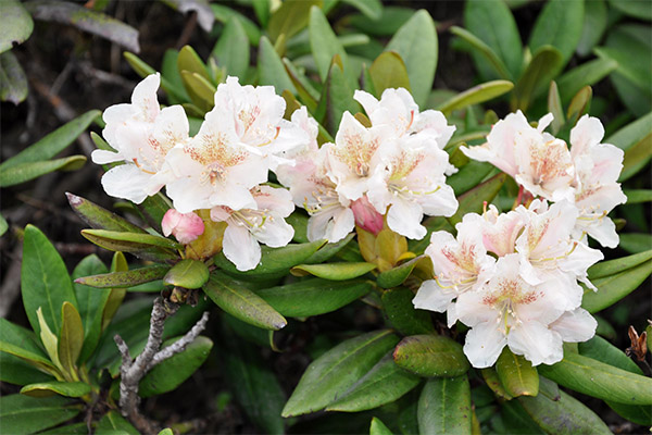 Gydomosios Kaukazo rododendro savybės